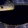 The blue keeled rat snake 