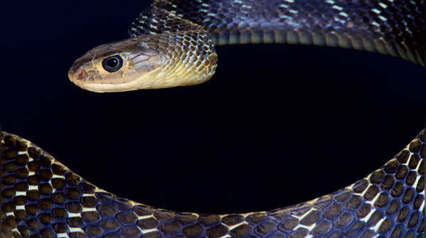 The blue keeled rat snake