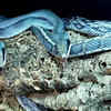 The Vietnamese blue beauty snake 