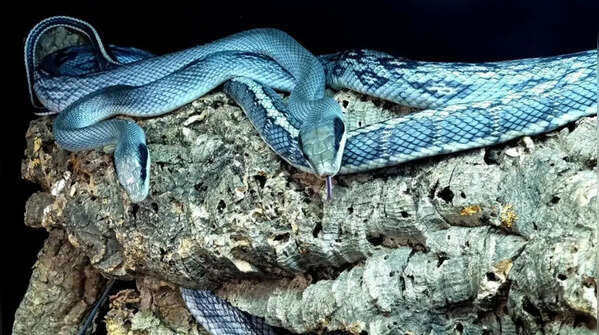The Vietnamese blue beauty snake