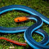 Malayan blue coral snake 