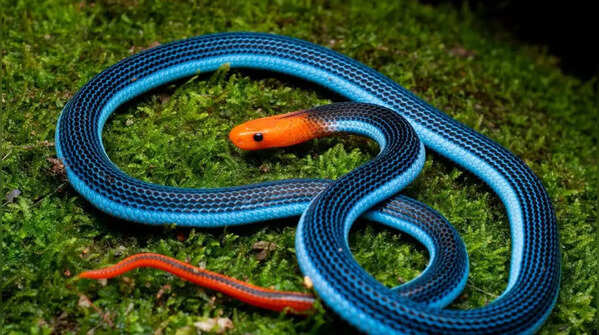 Malayan blue coral snake