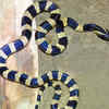 Article image for: The <i class="tbold">band</i>ed krait
