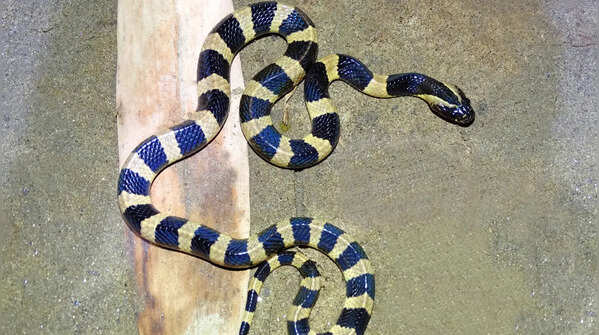 The banded krait
