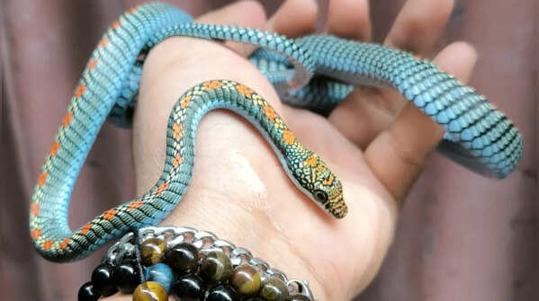 Paradise tree snake