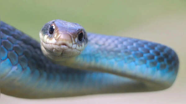Racer Snake