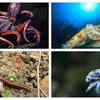 Article image for: Animals that live with more than one heart
