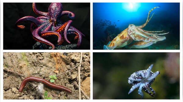 Animals that live with more than one heart