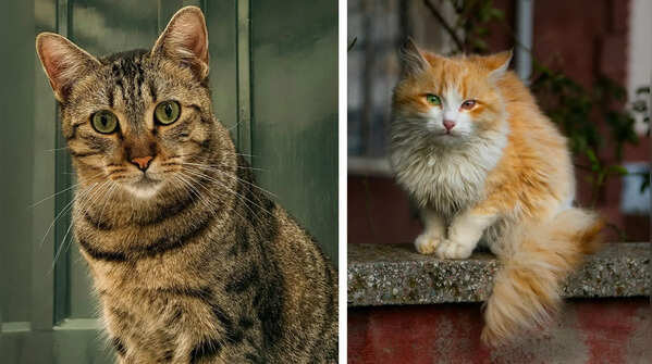 5 dream-like cat colours you won’t believe are real