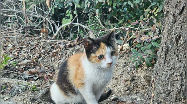 Dilute calico: the softer version of a classic pattern
