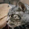 Chinchilla silver: cats that look dusted in frost