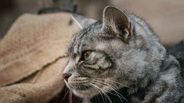 Chinchilla silver: cats that look dusted in frost