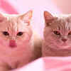 Article image for: Lilac cats: the colour that confuses your eyes