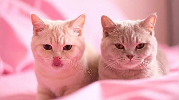 Lilac cats: the colour that confuses your eyes
