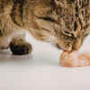 Chocolate cats: the “melted cocoa” effect