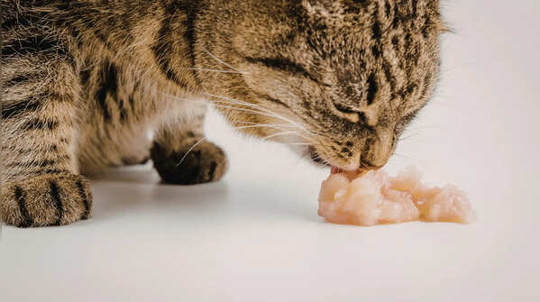Chocolate cats: the “melted cocoa” effect