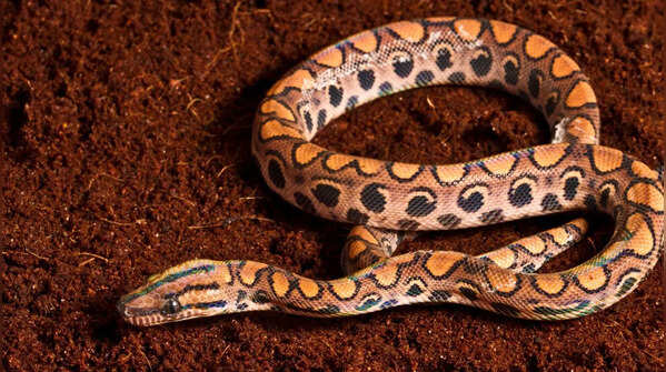 The Brazilian Rainbow Boa