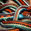Article image for: The San Francisco Garter Snake