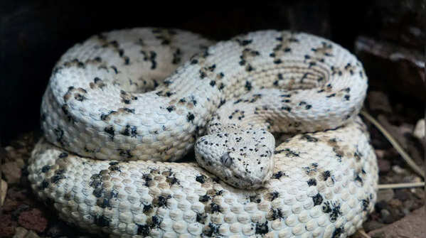 The Sunbeam Snake