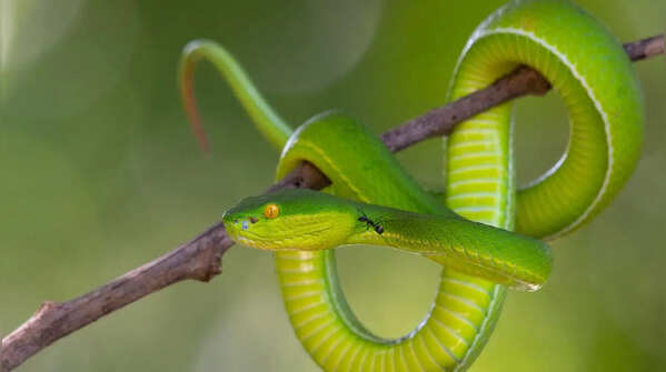 The Paradise Flying Snake