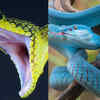 Article image for: The World’s most stunning snakes