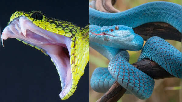 The World’s most stunning snakes