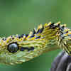 The Hairy Bush Viper