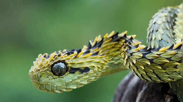 The Hairy Bush Viper