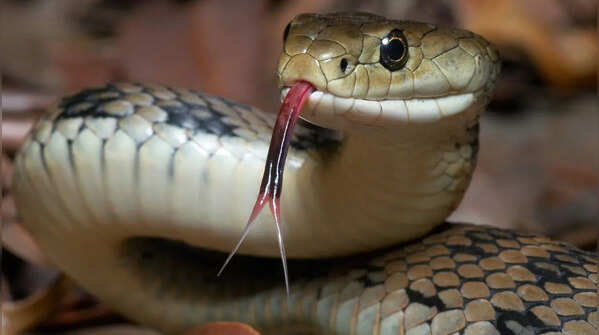 Hissing to Rattling: 7 Sounds that snakes make and which one is the dangerous