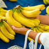 Key differences in nutrition