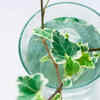English ivy – elegant and luxurious