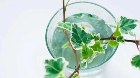 English ivy – elegant and luxurious