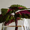 Coleus – vibrant and colorful