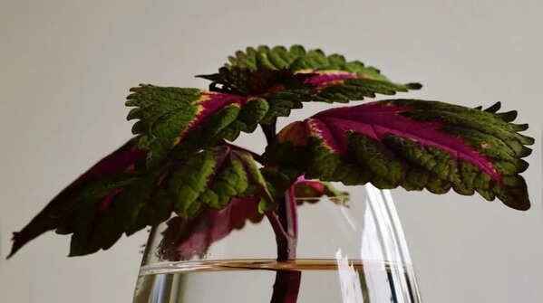 Coleus – vibrant and colorful
