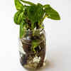 Article image for: Philodendron – luxurious indoor plant