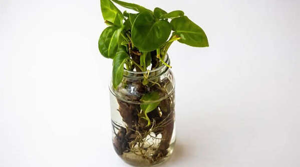 Philodendron – luxurious indoor plant