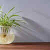 Article image for: Spider plant – elegant and resistant