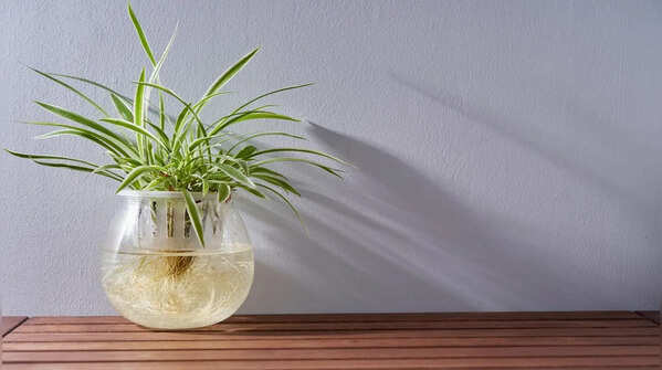 Spider plant – elegant and resistant