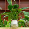Article image for: Peace lily – decorative and elegant