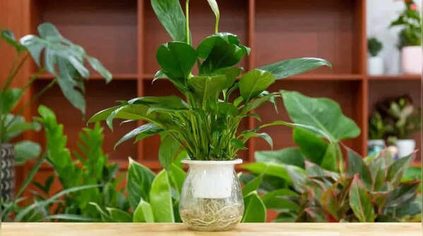 Peace lily – decorative and elegant