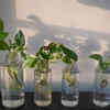 Article image for: Money plant – easy and fast