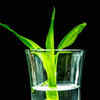 Article image for: <i class="tbold">Lucky</i> bamboo – elegant and simple