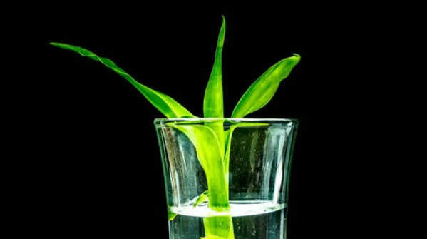 Lucky bamboo – elegant and simple