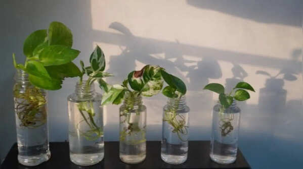 Beautiful plants you can grow without soil