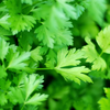 2. Parsley is widely reported as off-limits