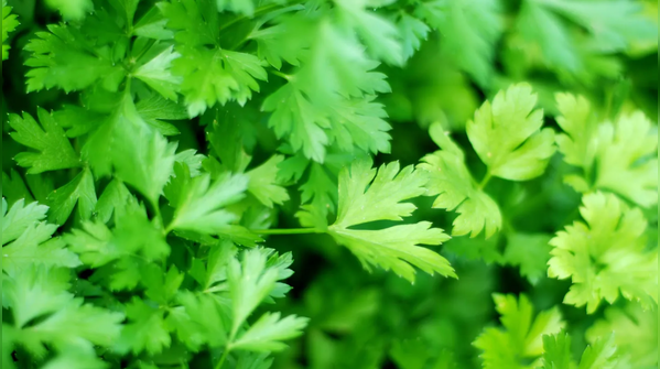 2. Parsley is widely reported as off-limits