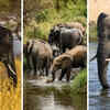 Article image for: 10 surprising elephant facts that sound too wild to be true