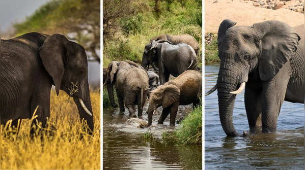 10 surprising elephant facts that sound too wild to be true