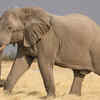 Trunk’s speciality