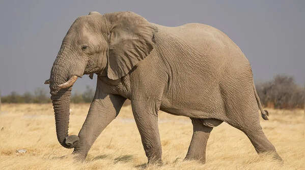 Trunk’s speciality